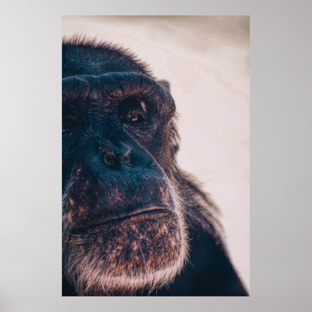 PÓSTER THE OLDEST CHIMPANZEE (Frente)