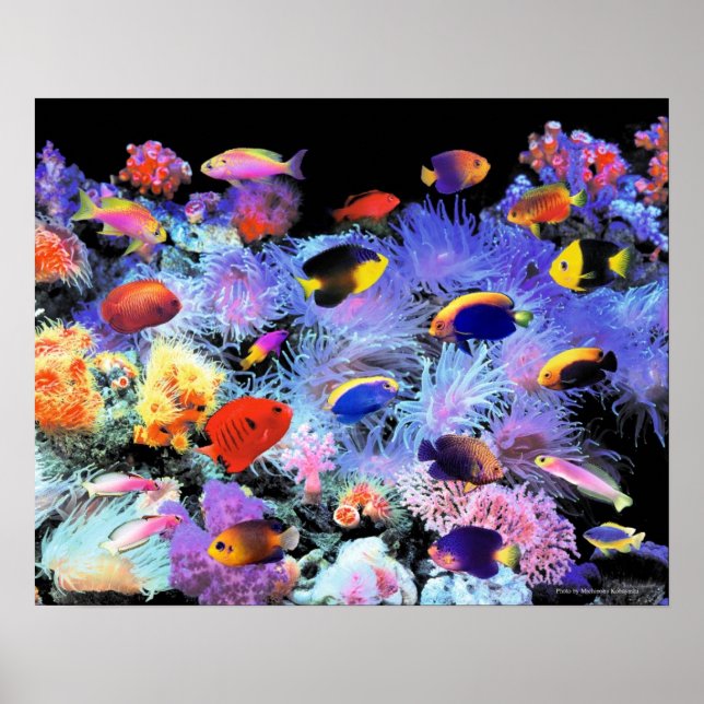 Póster The Paradise of Centropyge (Frente)