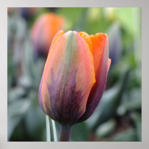 Póster The Princess Irene Tulip