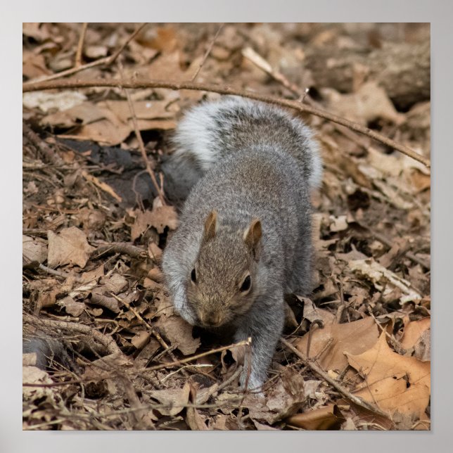 Póster The Prowl (Frente)