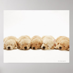 Póster The puppies of the golden retriever