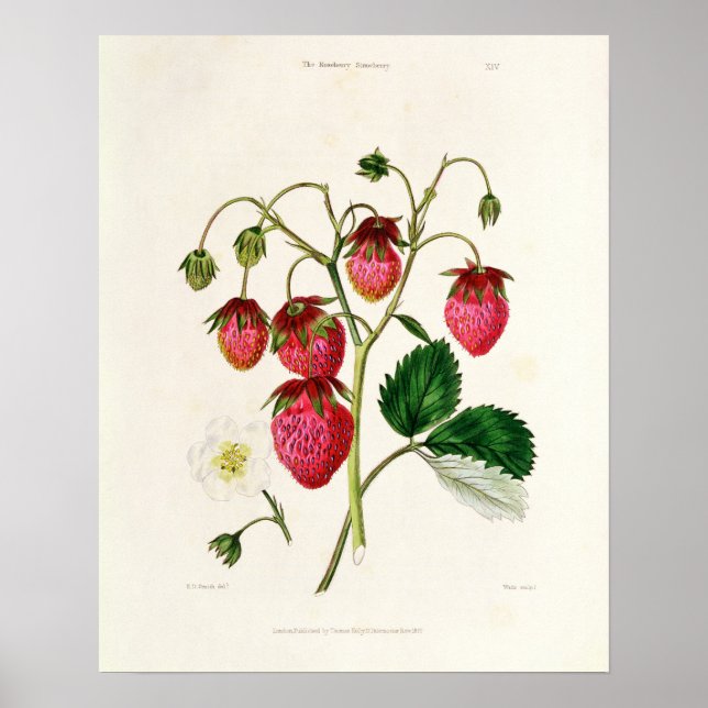Póster The Roseberry Strawberry, engraved by Watte (Frente)