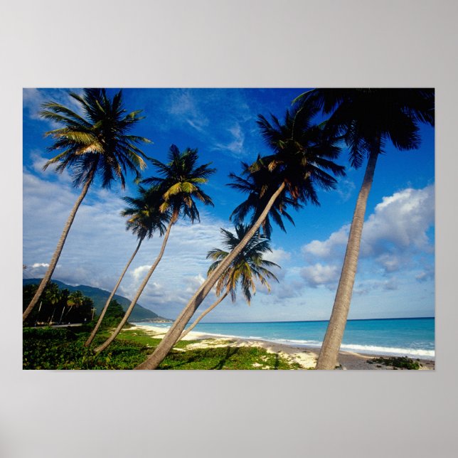 Póster The Samana Peninsula, Dominican Republic, (Frente)