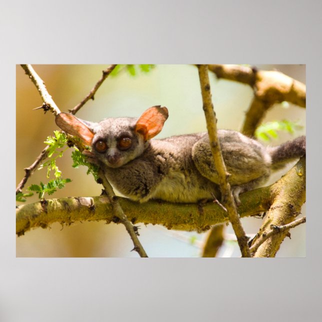 Póster The Senegal Bushbaby (Galago Senegalensis) (Frente)