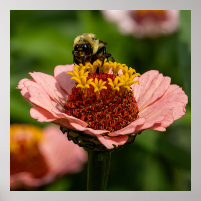 Póster The Snack (Frente)