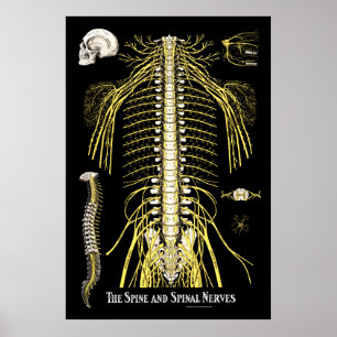 Póster The Spine and Spinal Nerves Chiropractic Chart