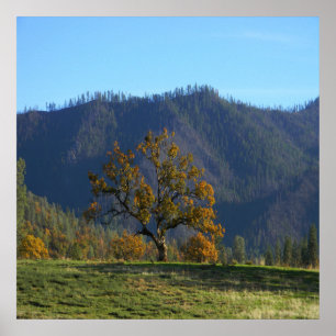 Póster The trees call to me.....