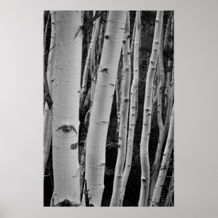 Póster The Trees Have Eyes