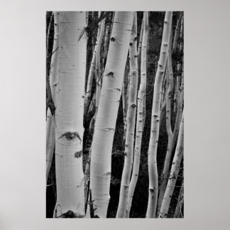 Póster The Trees Have Eyes