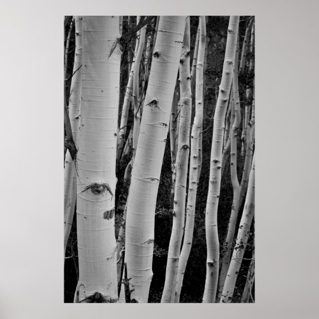 Póster The Trees Have Eyes (Frente)