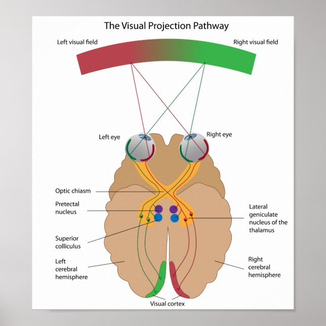 Póster The visual projection pathway Poster (Frente)