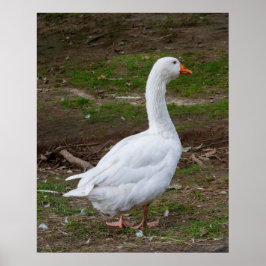 Póster The Walk About