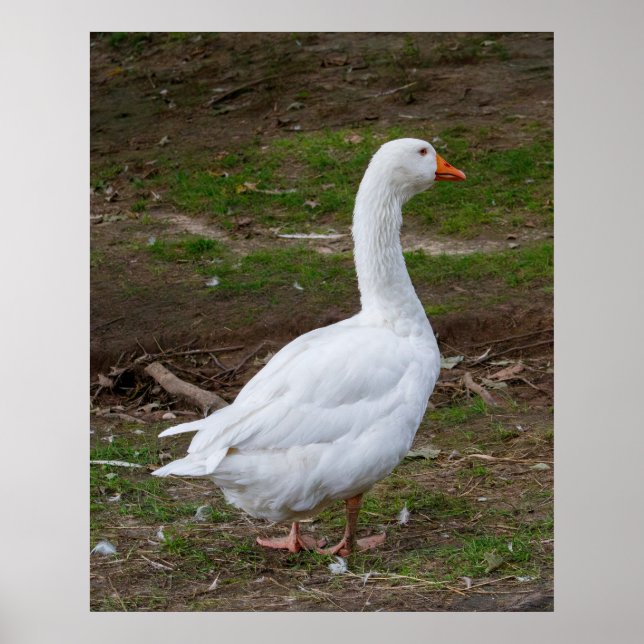 Póster The Walk About (Frente)