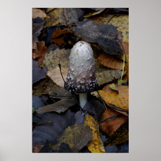 Póster The White Mushroom