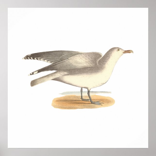 Póster The Winter Gull	(Larus argentatus) (Frente)