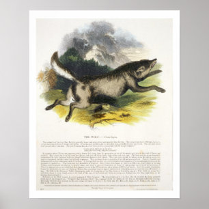 Póster The Wolf (Canis lupus) educational illustration pu