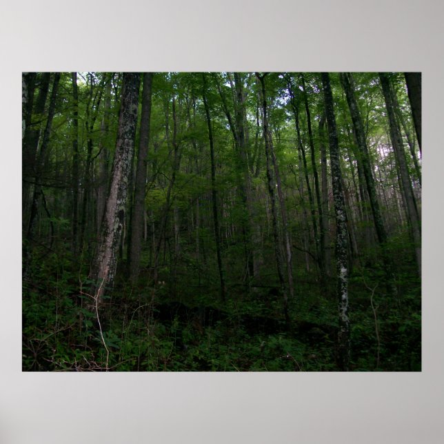 Póster The Woods (Frente)