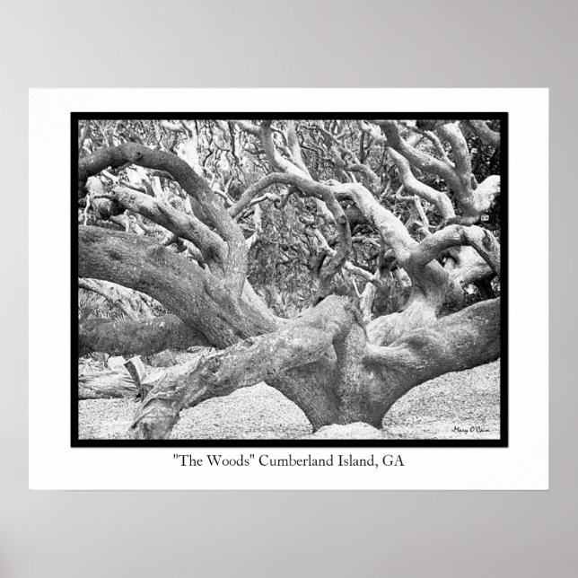 Póster "The Woods" Cumberland Island, GA (Frente)