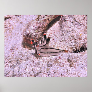 Póster Thecacera pacifica