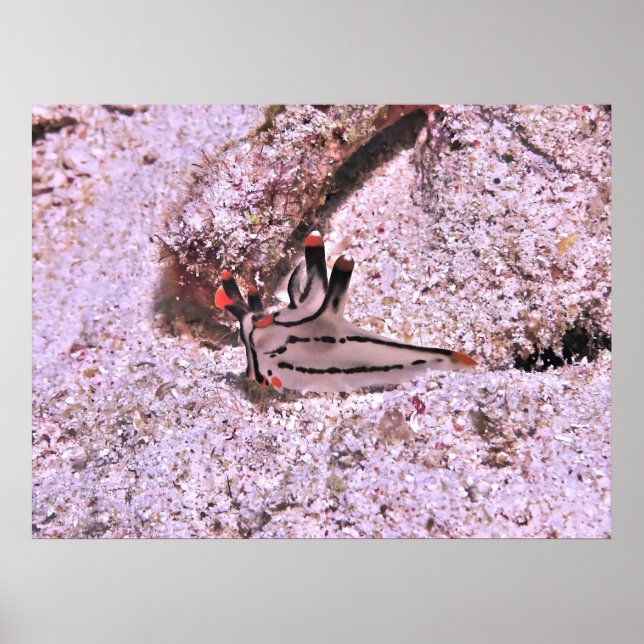 Póster Thecacera pacifica (Frente)