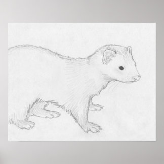 Póster "Theo" Ferret Drawing Poster