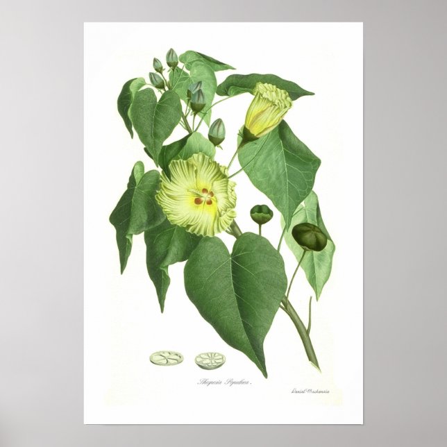 Póster Thespesia populnea (Frente)