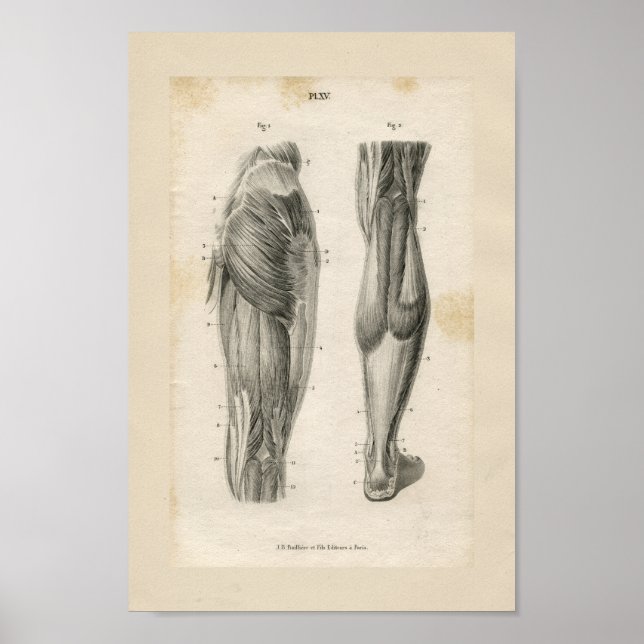 Póster Thigh Leg Muscles Vintage Anatomy Print (Frente)