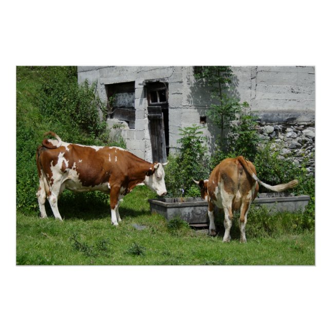 Póster Thirsty Fleckvieh (Anverso)