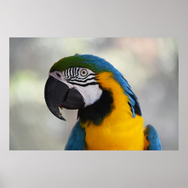 PÓSTER THIS GORGEOUS BIRD WAS FEEDING AT KURANDA BIRD WOR (Frente)
