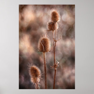 Póster Thistle