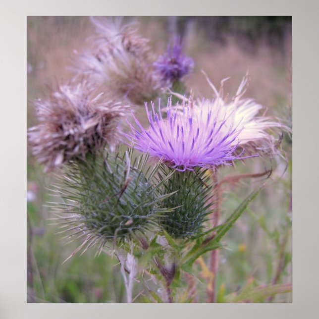 Póster Thistle Poster (Frente)