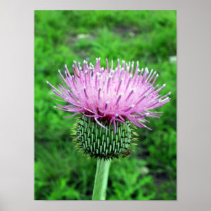 Póster Thistle Poster