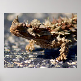 Póster Thorny Devil Lizard Outback Australia, hasta 24x18