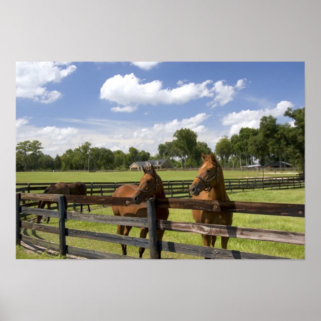 Póster Thoroughbred horse farm in Marion County, (Frente)
