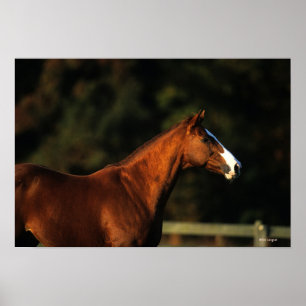 Póster Thoroughbred Horse Headshot