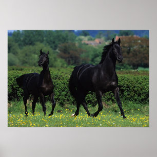 Póster Thoroughbred Horses in Flower Field