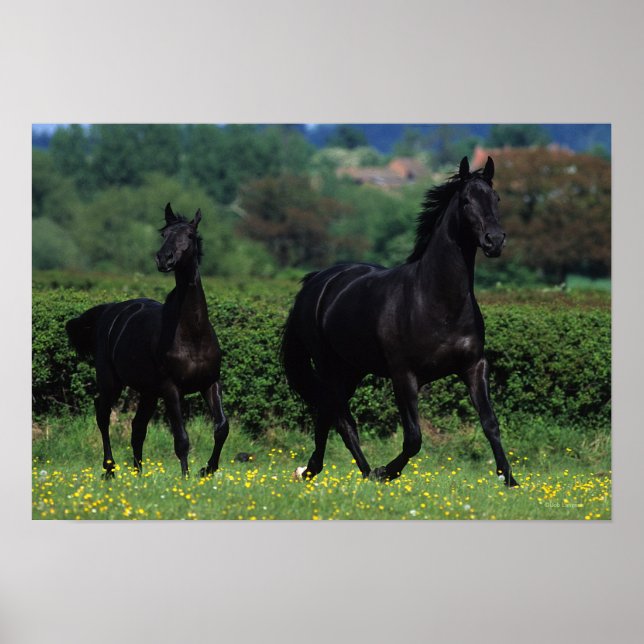 Póster Thoroughbred Horses in Flower Field (Frente)