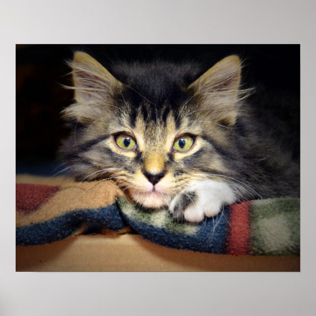 Póster Thought Tabby Kitten (Frente)