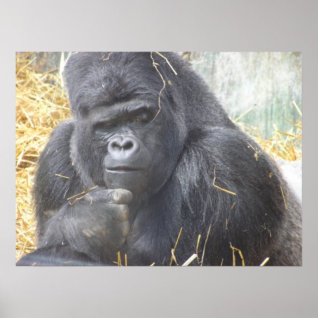 Póster Thoughtful Gorilla Poster (Frente)