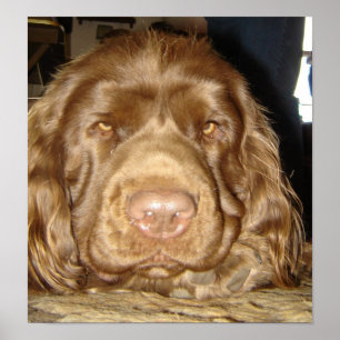 PÓSTER THOUGHTFUL SUSSEX