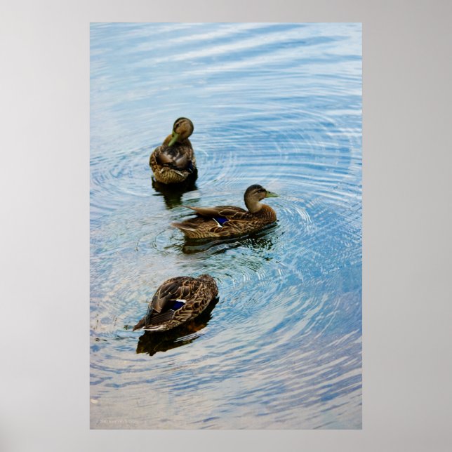 Póster Three (Frente)