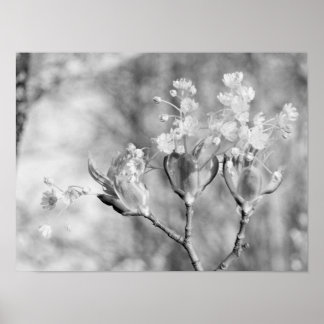 Póster Three flowers at tree