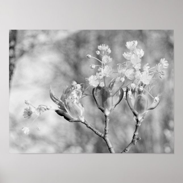 Póster Three flowers at tree (Frente)