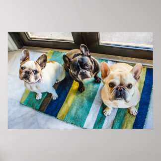 Póster Three Frenchies