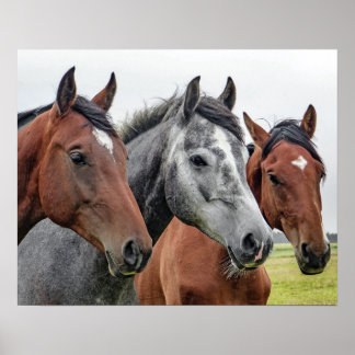Póster Three horses