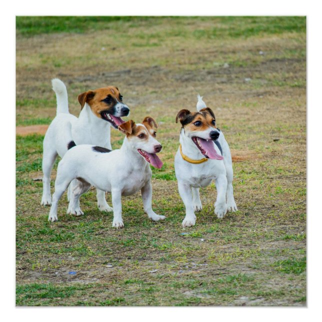 Póster Three Jack Russell Terriers Playing (Anverso)
