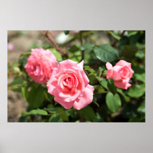 Póster Three Pink Rose