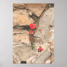 Póster Three Poppies