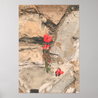 Póster Three Poppies