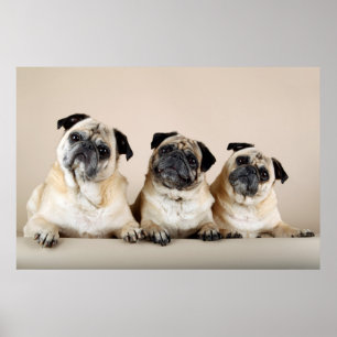 Póster Three Pugs In A Row